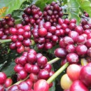 Nâng cao vị thế Cà phê và văn hóa cà phê Việt Nam